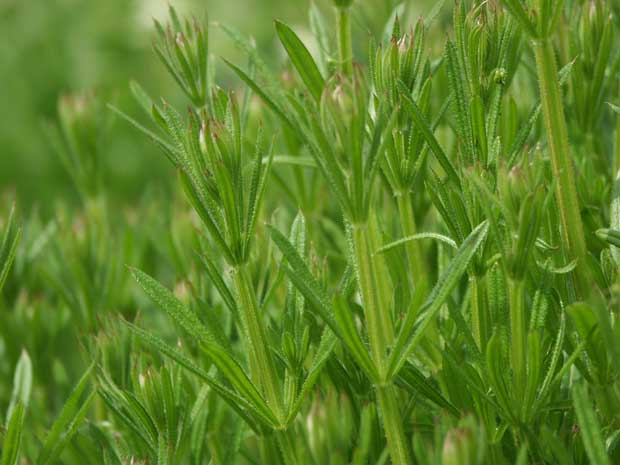 Броћ - Galium Aparine Броћ - Galium Aparine