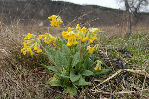 Primula veris Primula veris