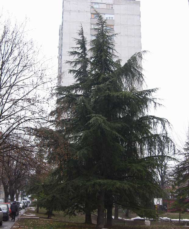 Кедрови